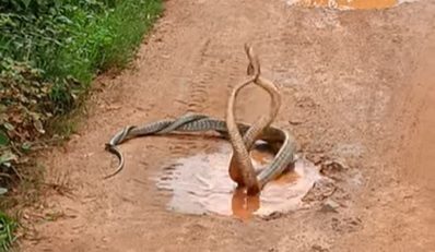 cobras entrelaçadas