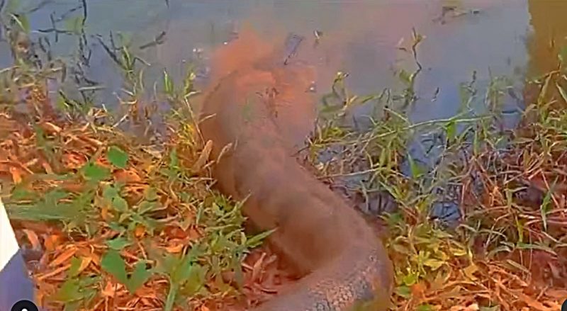 Vídeo da sucuri rendeu comentários na internet 