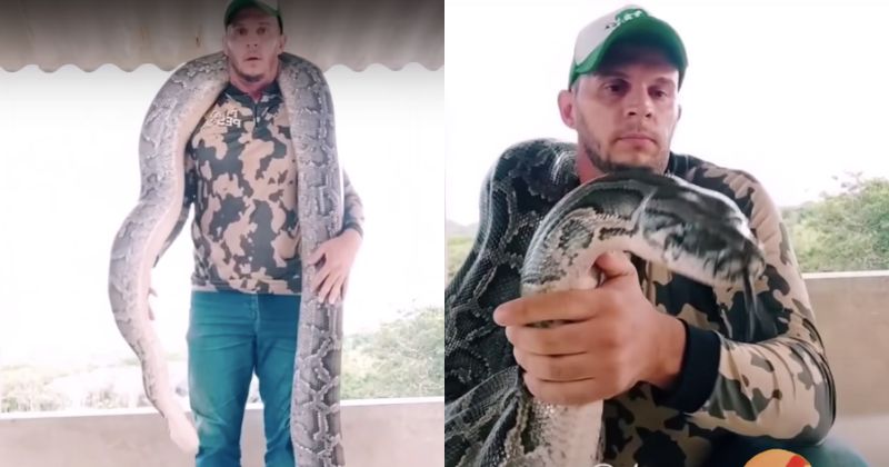 Animal surpreendeu pelo tamanho, desvendado pelo bi&oacute;logo – Foto: Bi&oacute;logo Henrique/@clausouza/Reprodu&ccedil;&atilde;o/ND