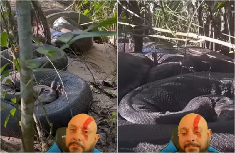 sucuris fêmeas unidas