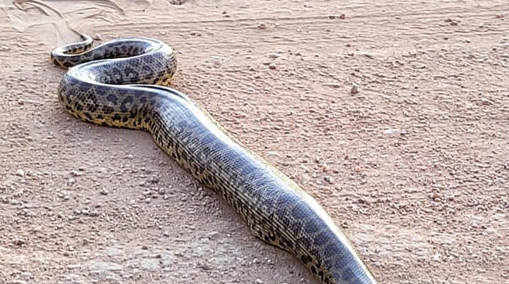 A sucuri gigantesca interrompeu o trânsito no Mato Grosso.