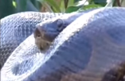 Sucuri aparece em galho de árvore