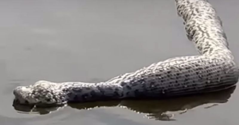 Animal foi visto boiando e despertou curiosidade de pescadores – Foto: Bi&oacute;logo Henrique/Reprodu&ccedil;&atilde;o/ND