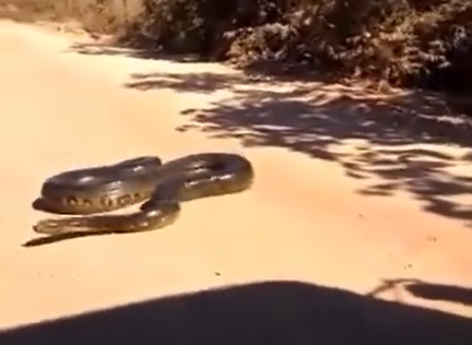 Sucuri surpreende caminhoneiro