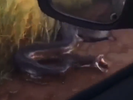 Sucuri ataca carro que trafegava por estrada