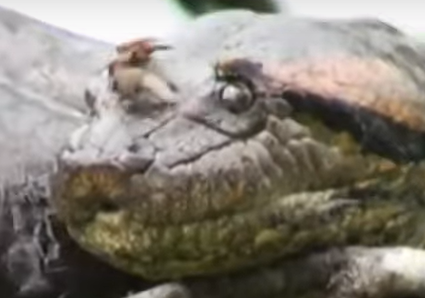 Sucuri em registro raro