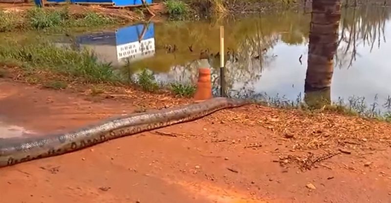 Sucuri foi vista atravessando uma estrada da fazenda no interior de Goi&aacute;s – Foto: Reprodu&ccedil;&atilde;o/Instagram/ND