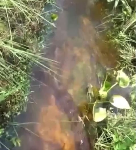 Um pescador registrou o momento em que encontrou a sucuri se exibindo 