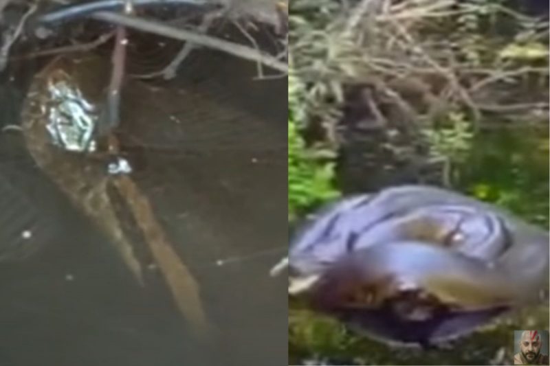 Sucuri foi encontrada dentro da toca