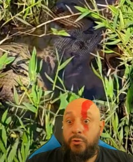 Cachorro &eacute; devorado por sucuri e bi&oacute;logo explica; ‘adoram comer c&atilde;es’ – Foto: Divulga&ccedil;&atilde;o/ Reprodu&ccedil;&atilde;o/ND