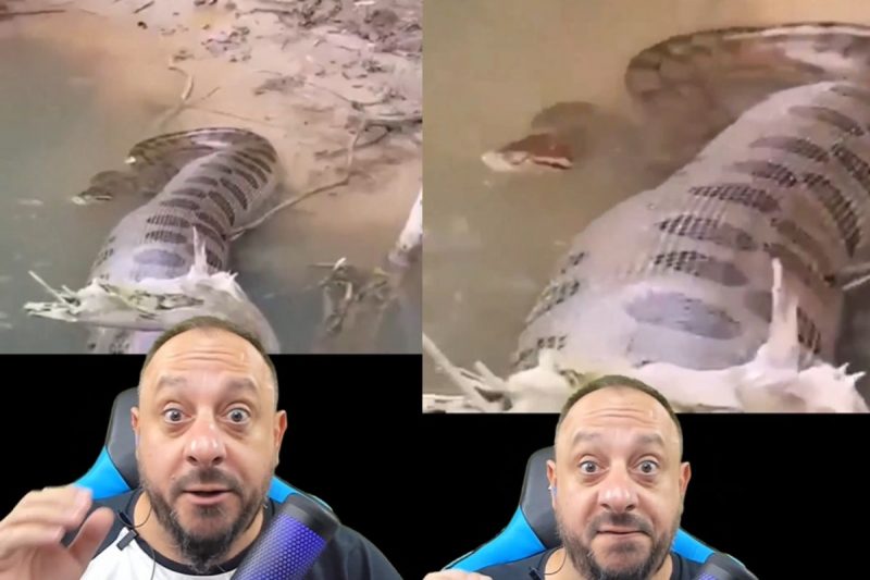 Sucuri aparece alimentada no vídeo 