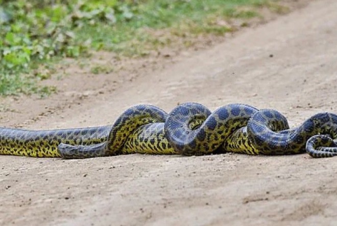 As sucuris chamam atenção ao acasalar.