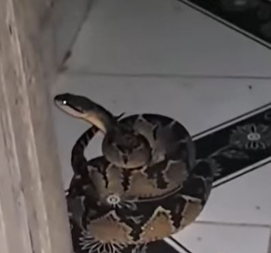 Cobra peçonhenta invadiu o quarto da residência 