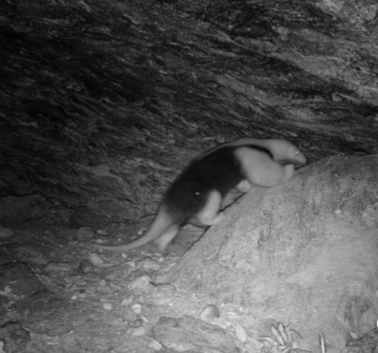 Animal foi flagrado em Itapema – Foto: FAACI Itapema/Reprodu&ccedil;&atilde;o