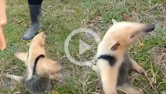 Vídeo mostra filhote de tamanduá-bandeira pedindo carona para a