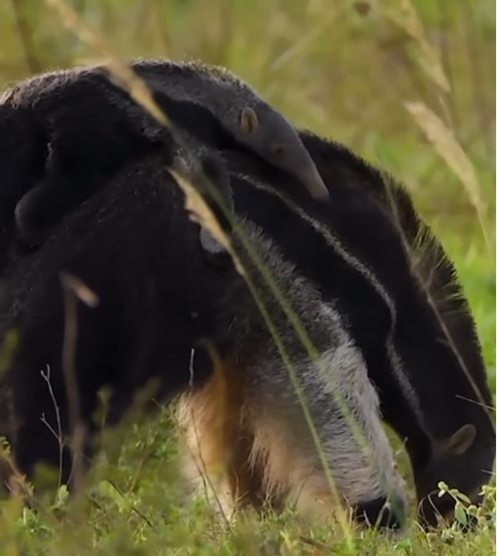 tamanduá-bandeira mamãe com o filhote nas costas 