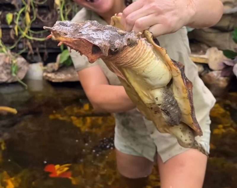 Animal &eacute; &eacute; uma esp&eacute;cie de c&aacute;gado – Foto: The Reptile Zoo/Reprodu&ccedil;&atilde;o