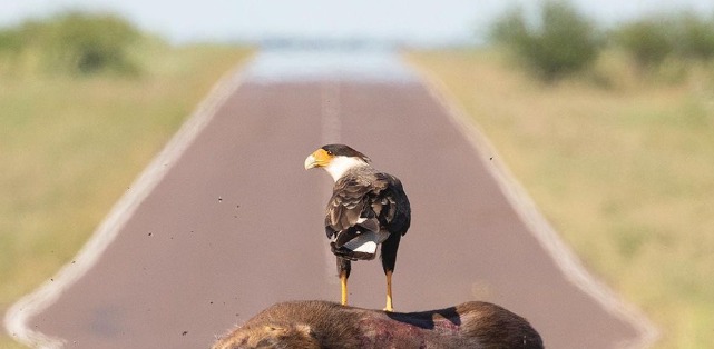 Depois da morte, a rodovia virou banquete na Argentina. 