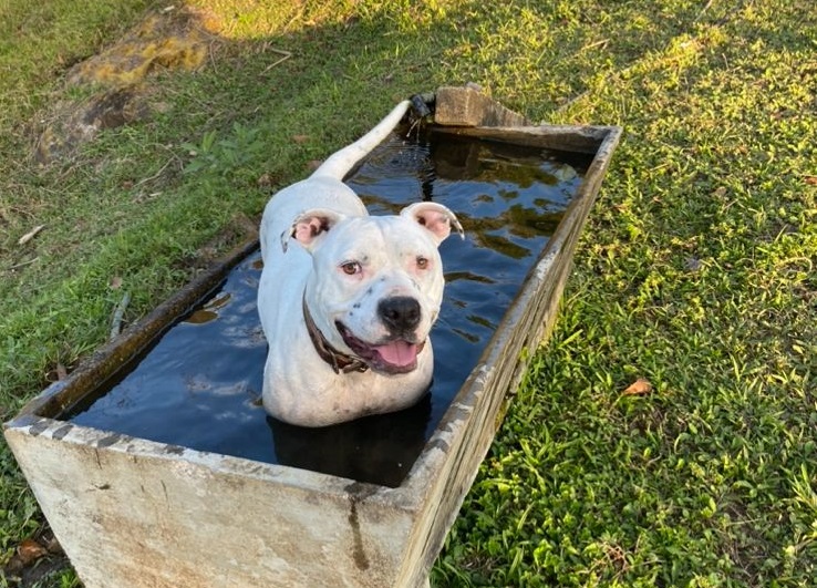 Pitbull que protagonizou fato inusitado em SC adora andar de trator e fazer brincadeiras ao ar livre – Foto: Melissa Juliete Meisen/Arquivo Pessoal/Divulga&ccedil;&atilde;o/ND