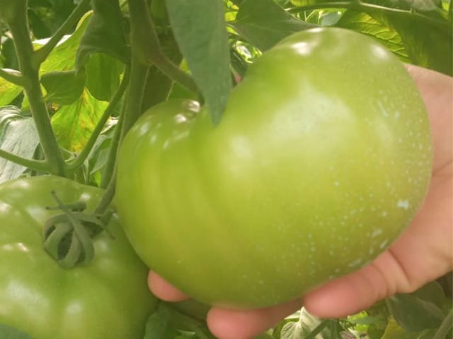 Fam&iacute;lia conta hoje com excelente produ&ccedil;&atilde;o org&acirc;nica, isenta de pragas – Foto: Epagri/ND