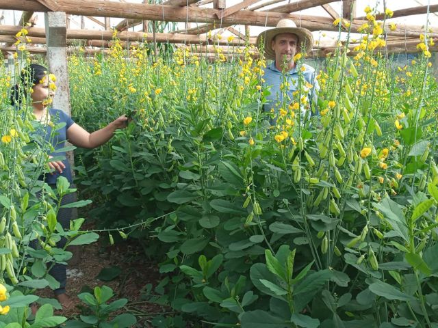 Estufas para fumo foram convertidas em abrigos para produ&ccedil;&atilde;o de tomate – Foto: Epagri/ND