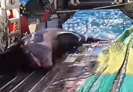 Conheça o tubarão-peregrino, segundo maior peixe do mundo