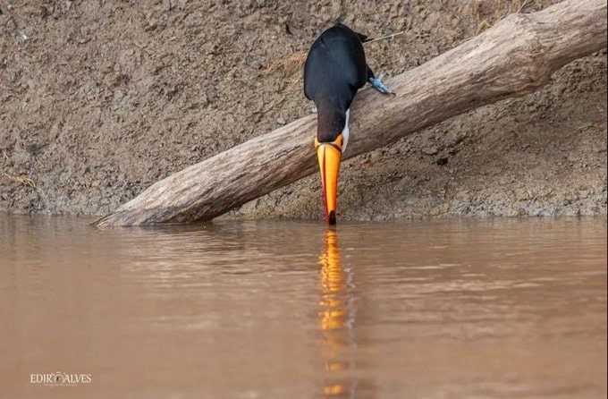 Tucano antes de ser abocanhado por jacaré