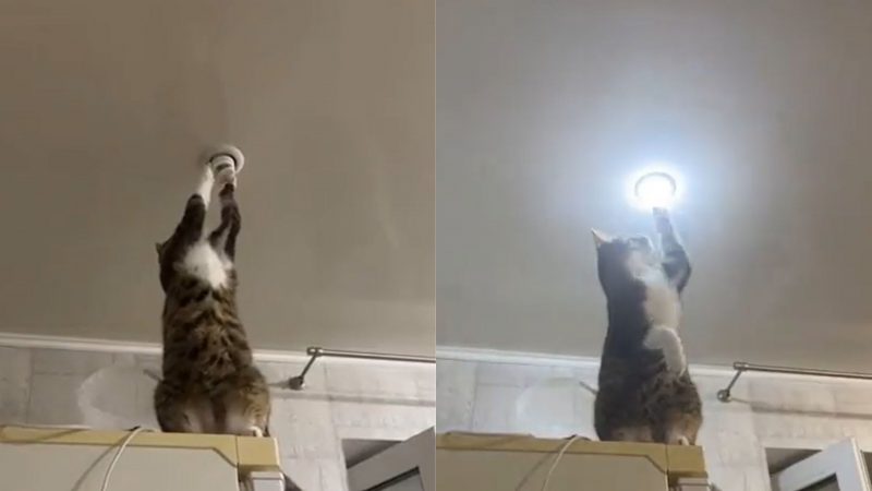 Gato 'eletricista' concerta lâmpada e viraliza na web