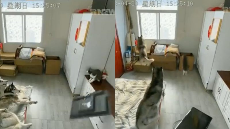 Gato derruba TV e culpa fica para colega