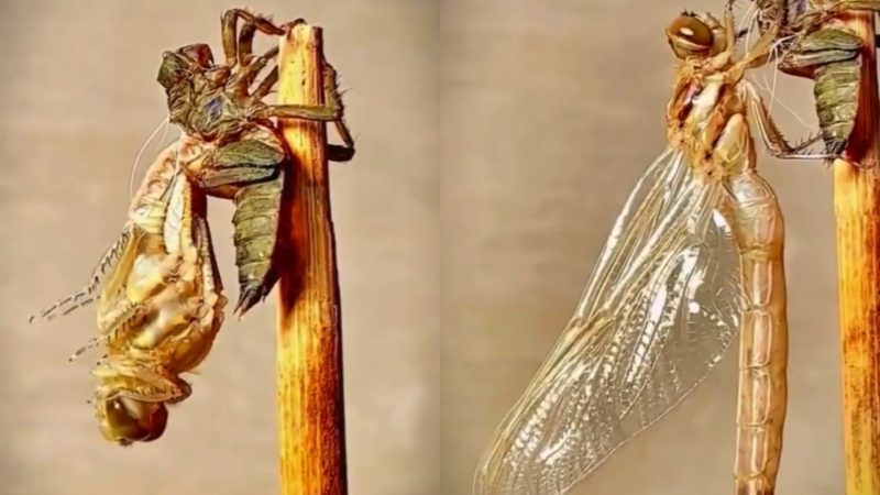 Vídeo mostra metamorfose bizarra de libélula