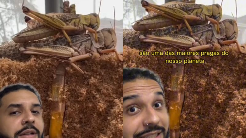 Reprodução dos gafanhotos traz sucesso à espécie 