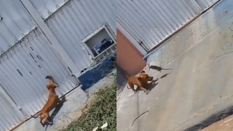 Rato dá "surra" em cachorro que queria incomodar 