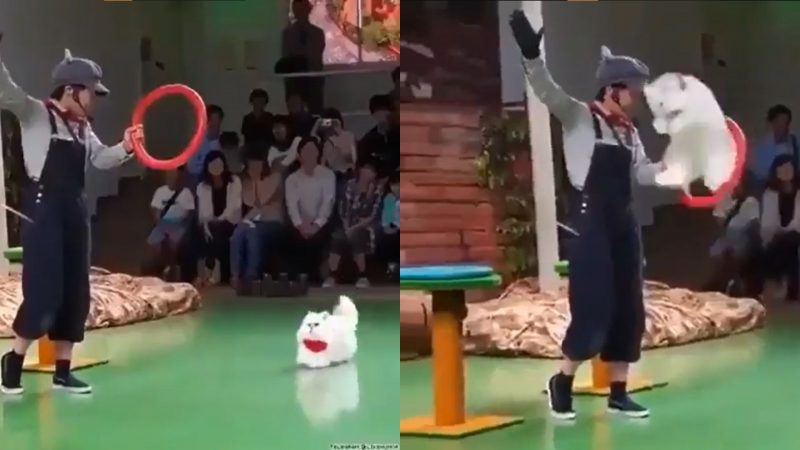 Gato físico mostra habilidades em salto e cai na graça dos internautas