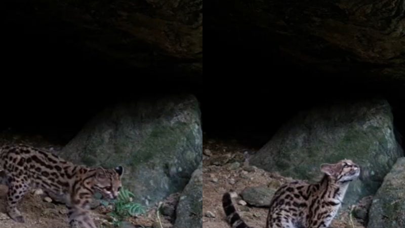 Gato Maracajá, parecido com leopardo, é flagrado em Itapema