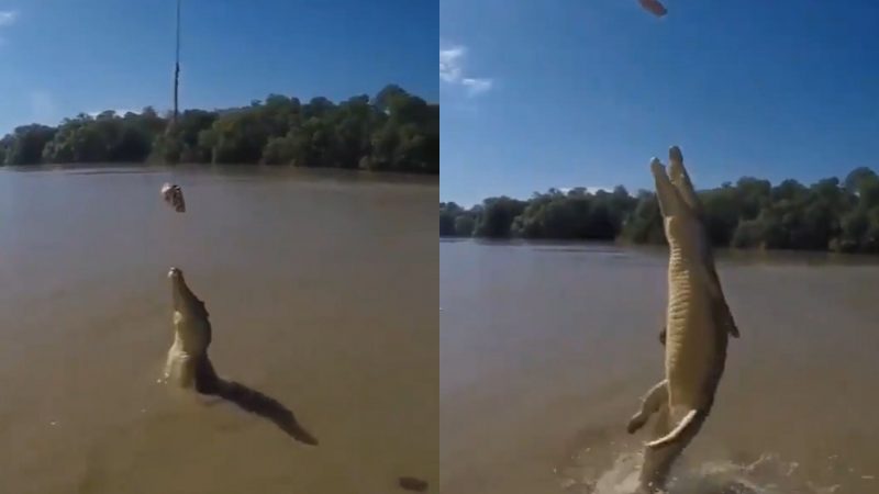 Vídeo flagra crocodilo dando salto e imagens viralizam