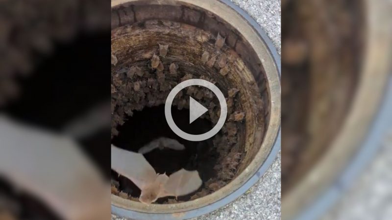 Morcegos são flagrados dentro da Batcaverna