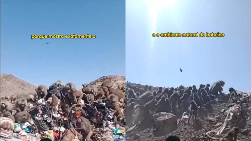 Vídeo mostra macacos disputando comida com humanos na África