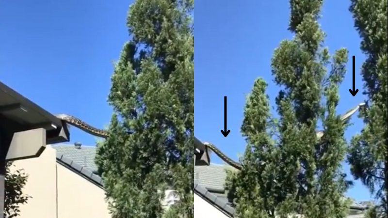 Cobra de 5 metros é vista atravessando árvores na Austrália