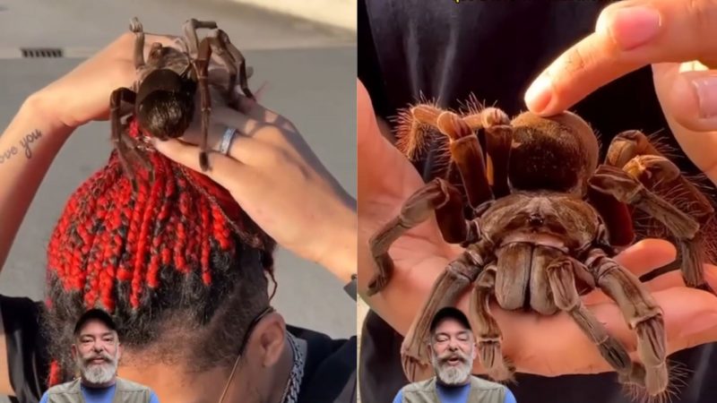 Biólogo explica nova moda de aranhas de estimação