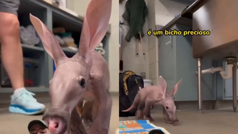 Tamanduá é natural da África e come cupins e formigas