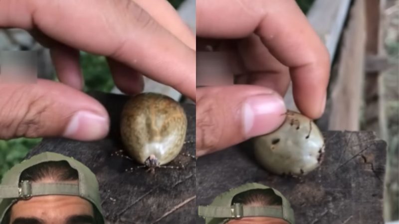 Carrapato gigante viraliza na web