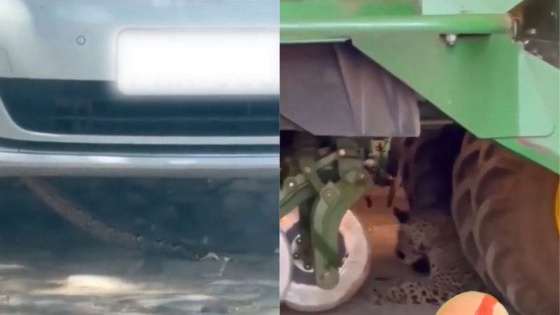 Veja vídeo da onça e da cobra de boa em veículos