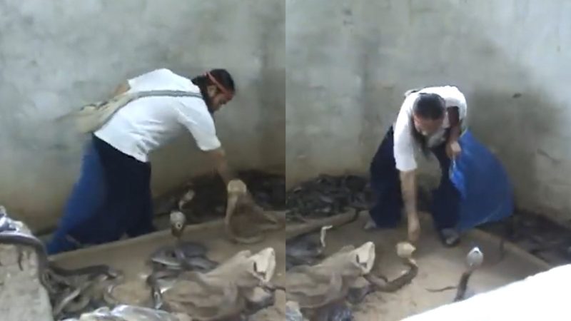 Homem dá tapa em cobra-rei e vídeo viraliza na web