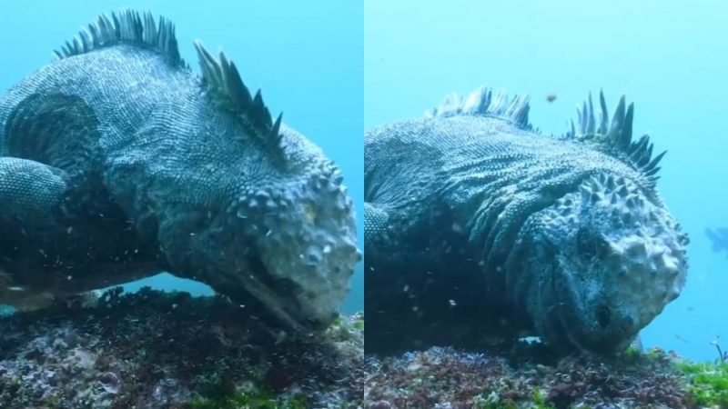 'Godzilla' é flagrado se alimentando e assusta internautas