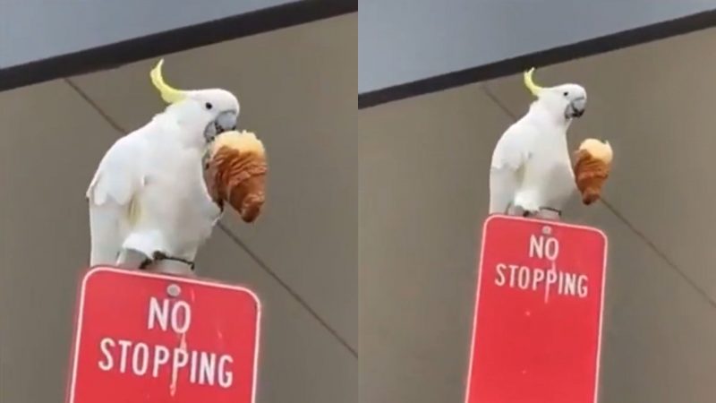 Cacatua é flagrada comendo croissant e vídeo viraliza na web