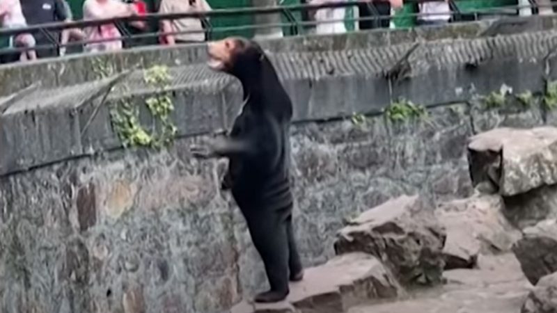 Humanos vestidos de ursos? Zoo nega, mas internet não perdoa