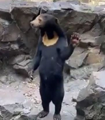 Urso suspeito de ser um humano fantasiado foi alvo de nova polêmica nas redes sociais 