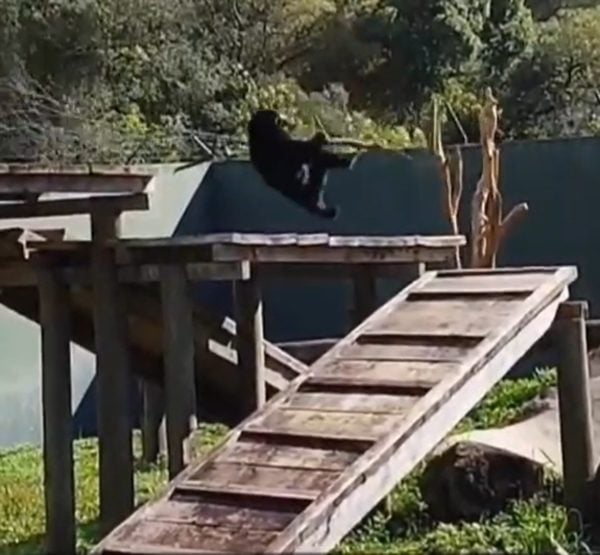Urso despenca de árvore em zoológico e vídeo viraliza na internet