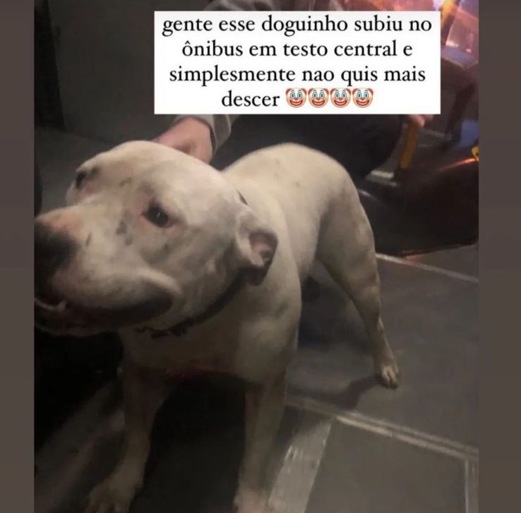 Rose embarcou em um &ocirc;nibus que seguia de Blumenau para Pomerode, na quinta-feira (27) – Foto: Redes Sociais/Arquivo Pessoal/Divulga&ccedil;&atilde;o/ND