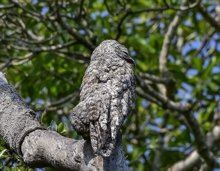 Uma foto chamou atenção ao registrar um urutau grande no momento em que estava em um galho de árvore. 